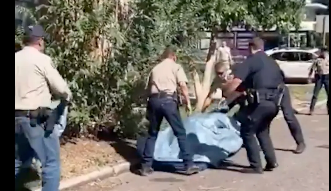 Denver, giovane orso nero salvato dopo una spettacolare caduta da un albero