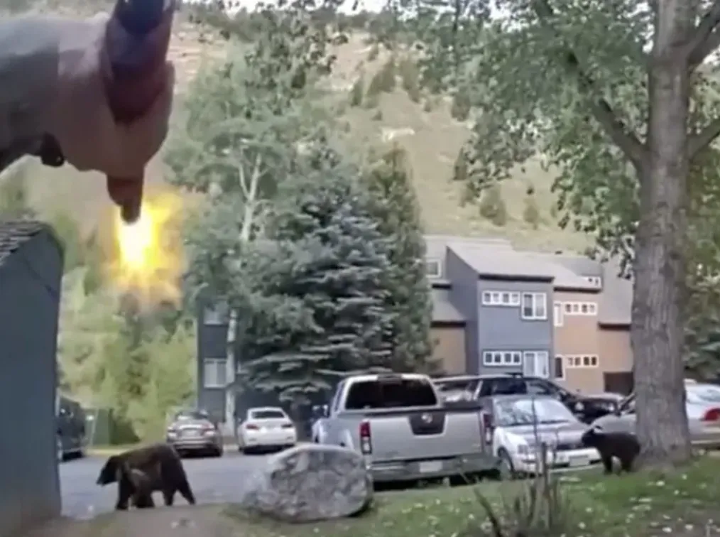 COLORADO, ORSA UCCISA DOPO AVER CARICATO UN VICESCERIFFO: SALVATI I DUE CUCCIOLI