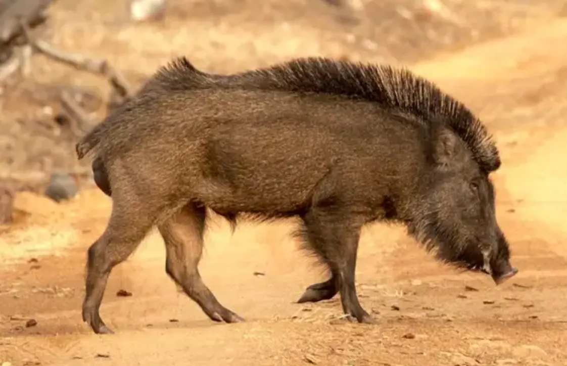 FAUNA SELVATICA, UN’EMERGENZA CHE NON PUÒ PIÙ ESSERE IGNORATA: MORTI, FERITI E DANNI