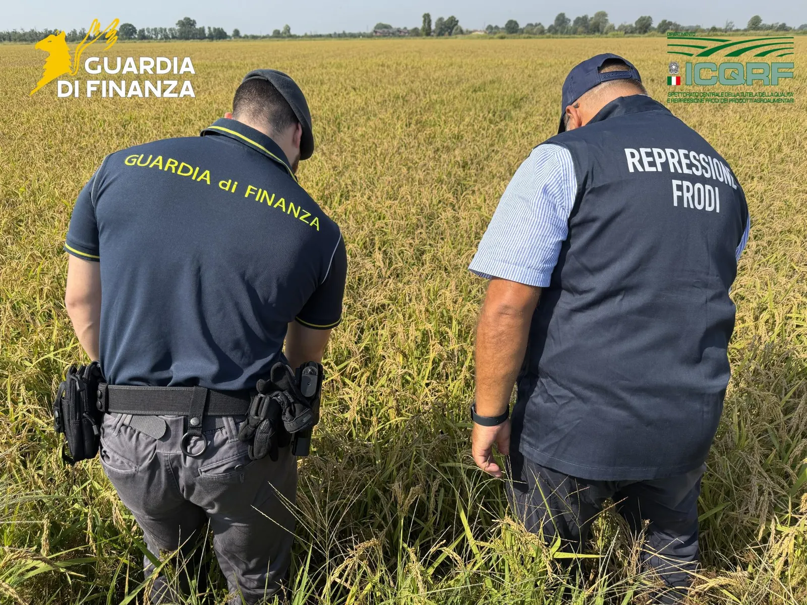 GDF PAVIA: SCOPERTA MAXI FRODE NEL RISO BIOLOGICO, SEQUESTRATI OLTRE 10 MILIONI DI EURO